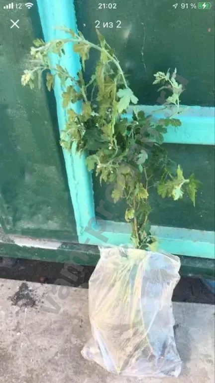 Жёлтые Дубочки Хризантем