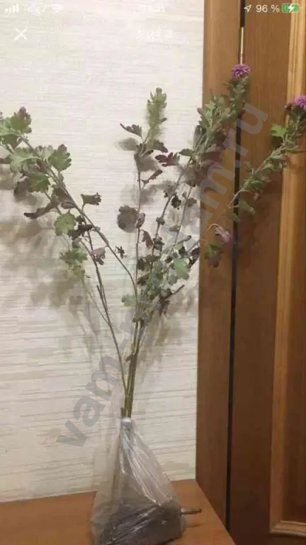 Дубочки Хризантем Малиновые с белой каймой