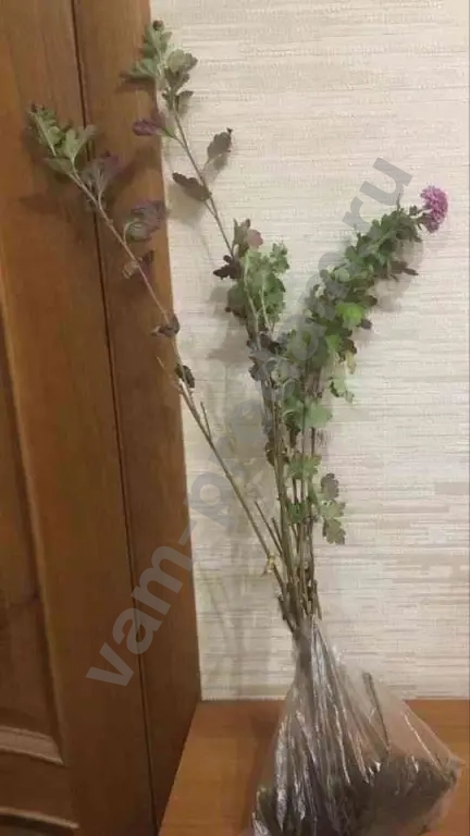 Дубочки Хризантем Малиновые с белой каймой