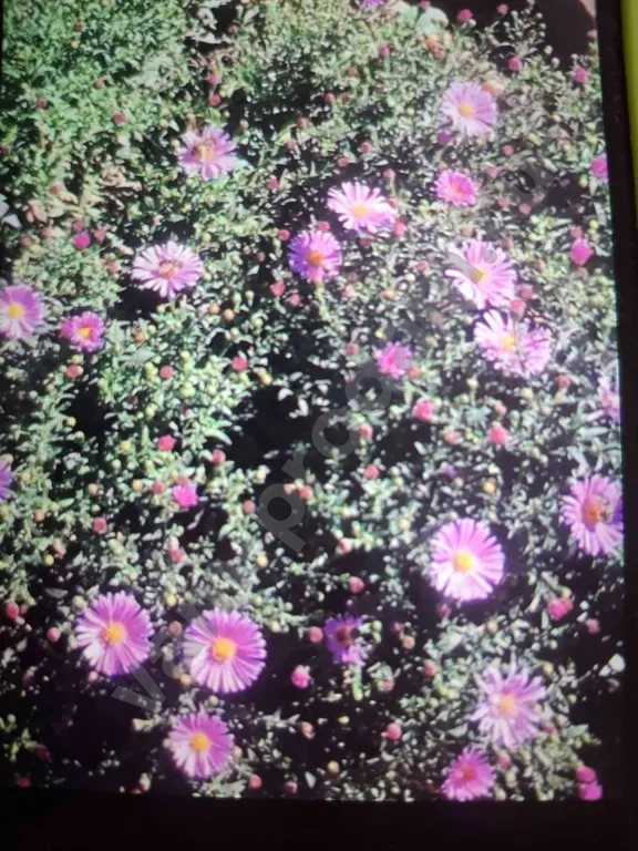 Низкорослые Сентябринки