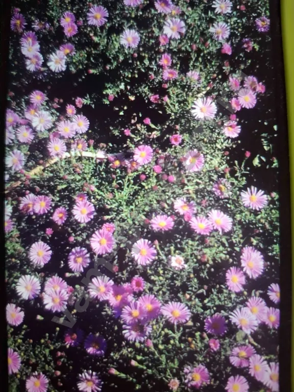 Низкорослые Сентябринки