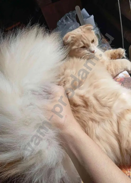 Вислоухий кот бесплатно