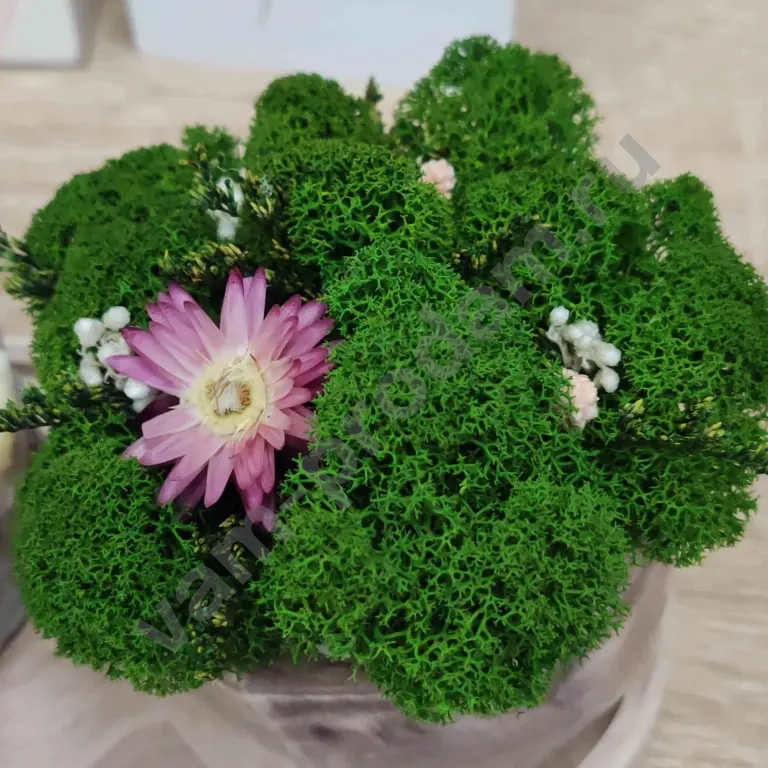 Подарочный набор "Уют" декоративное кашпо со стабилизированными растениями, ботаническая свеча и конфеты ручной работы