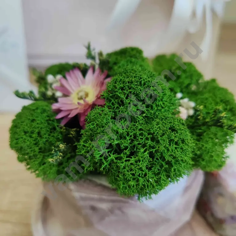 Подарочный набор "Уют" декоративное кашпо со стабилизированными растениями, ботаническая свеча и конфеты ручной работы