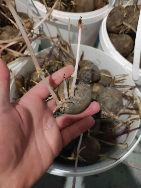 Белый семенной картофель (за ведро 10л 8,-9кг.)