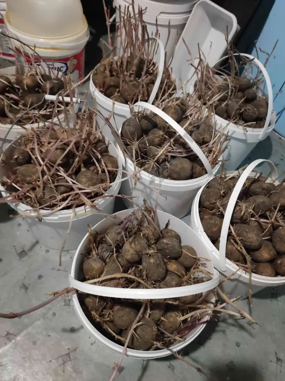 Белый семенной картофель (за ведро 10л 8,-9кг.)