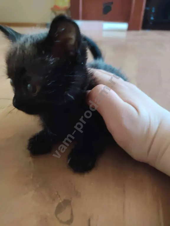 отдаю котят в добрые руки