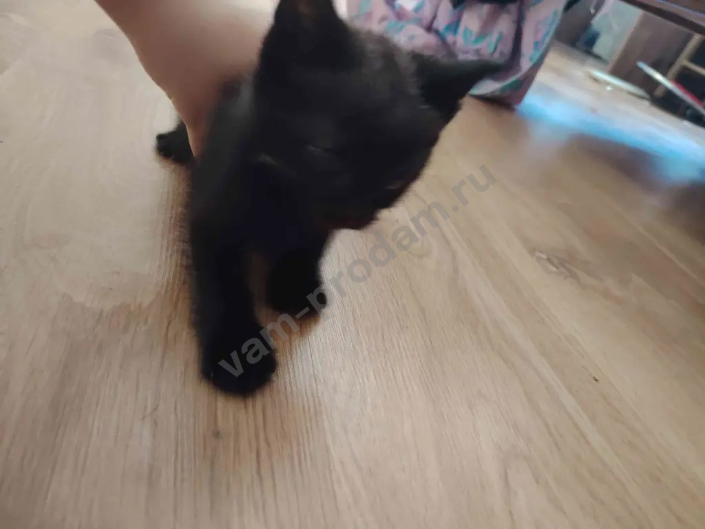 отдаю котят в добрые руки