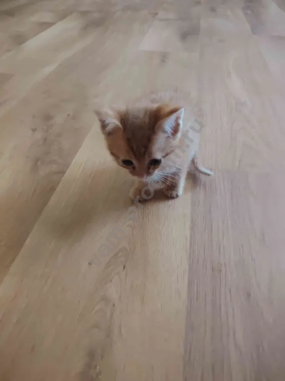 отдаю котят в добрые руки