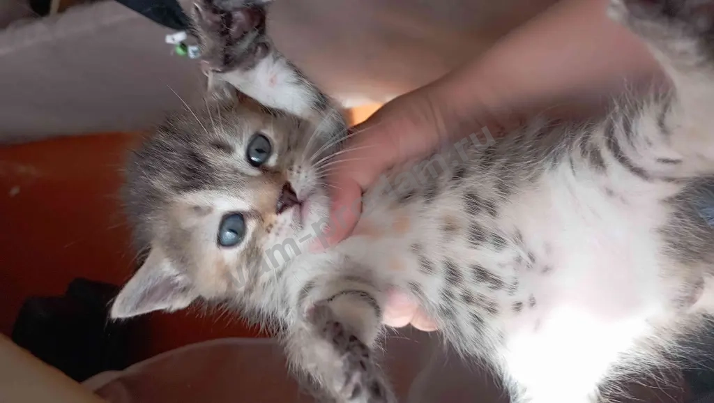 Котик