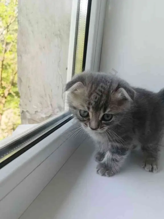Шотландские котята