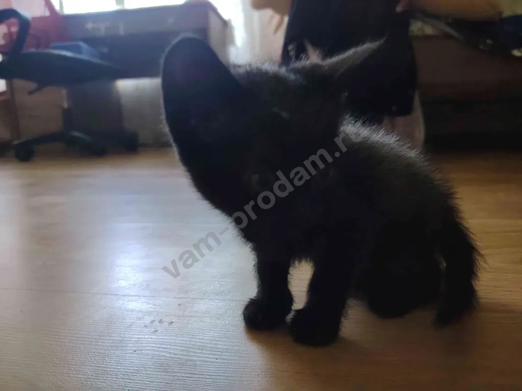 отдаю котят в добрые руки