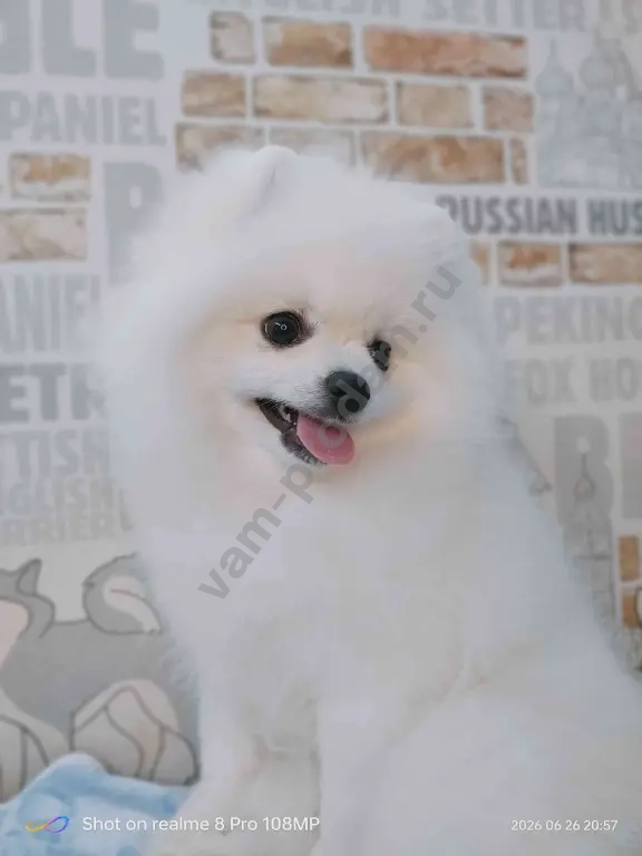 Померанский шпиц, белый