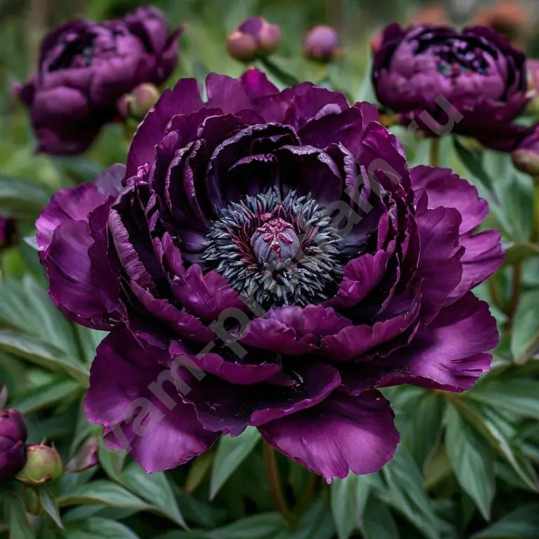 пион-мечтательный мираж.