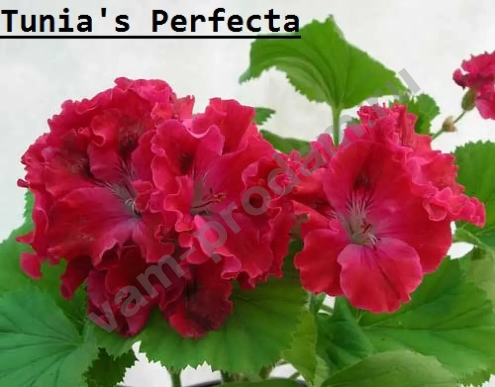 Пеларгония