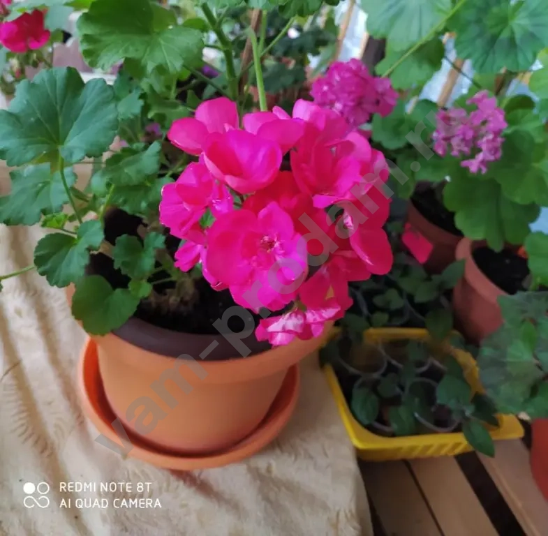 Пеларгония