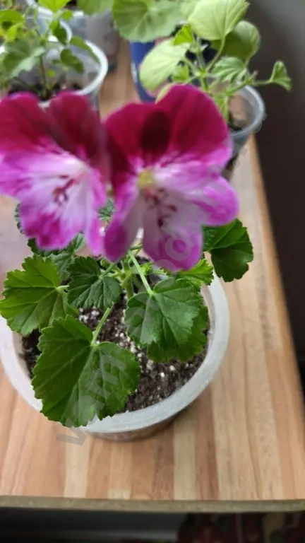 Пеларгония