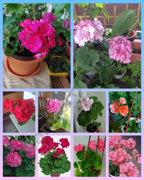 Пеларгония