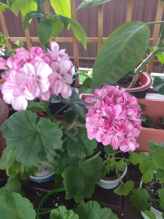 Пеларгония