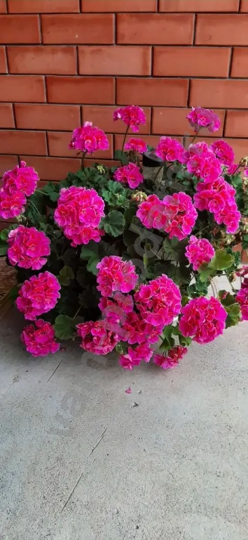 Пеларгония