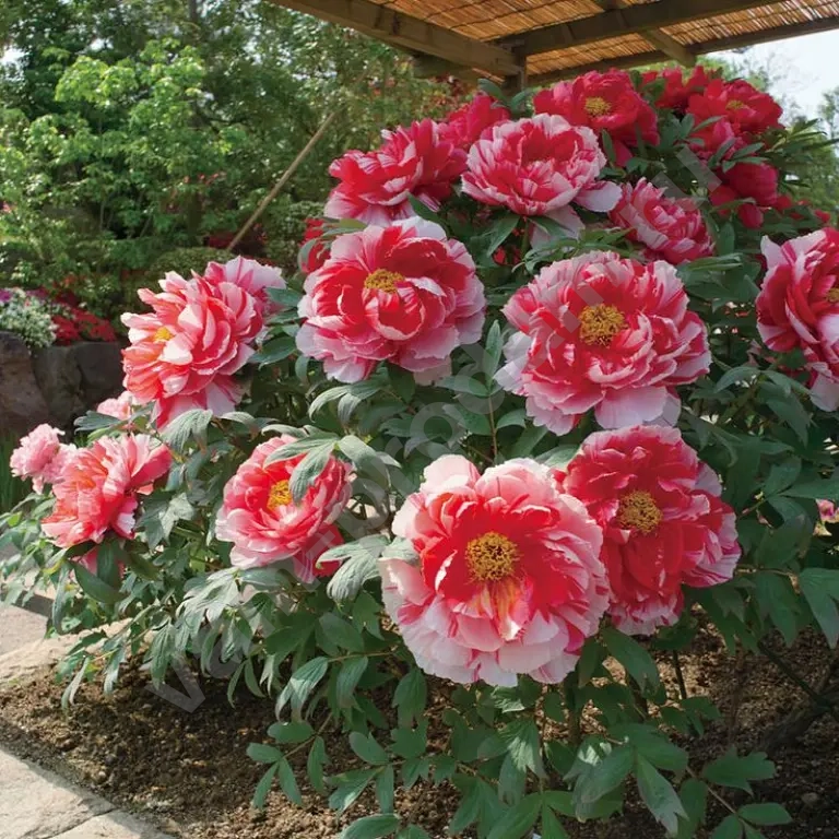 пион две сестры