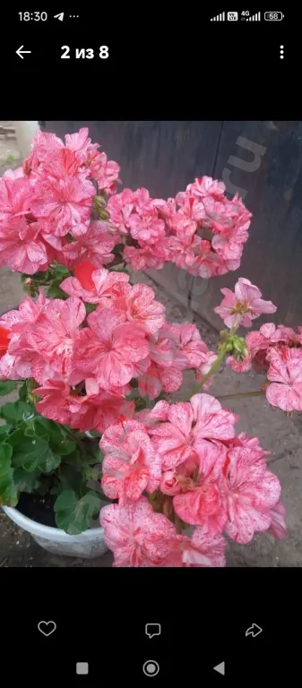 Пеларгония