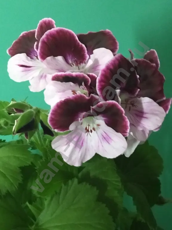 Пеларгония