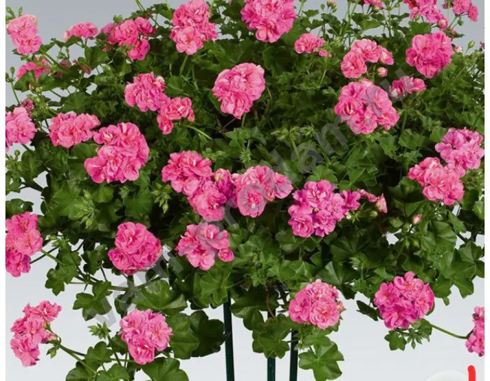 Пеларгония