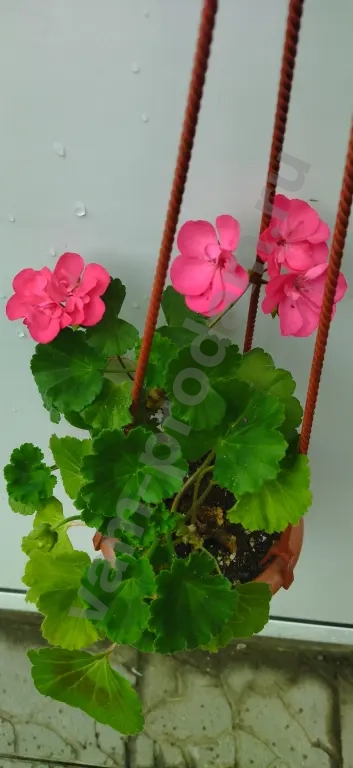 Пеларгония