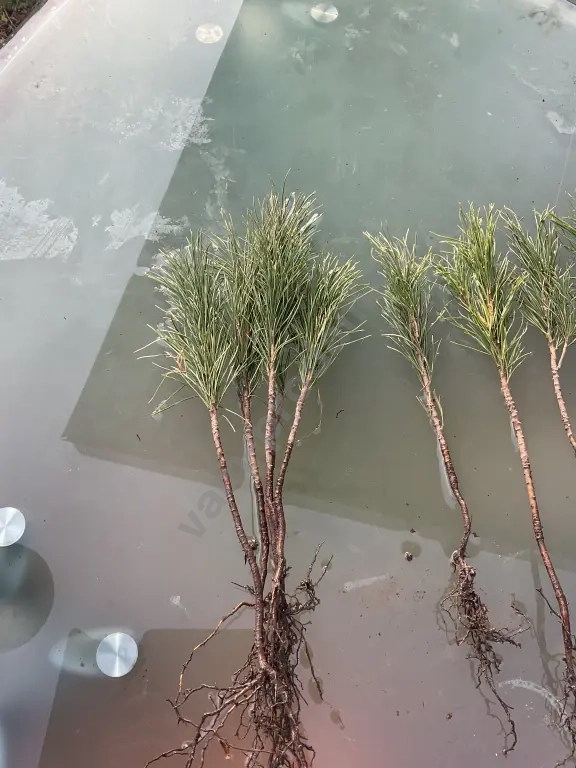 саженцы сибирского кедра