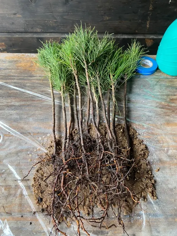 саженцы сибирского кедра