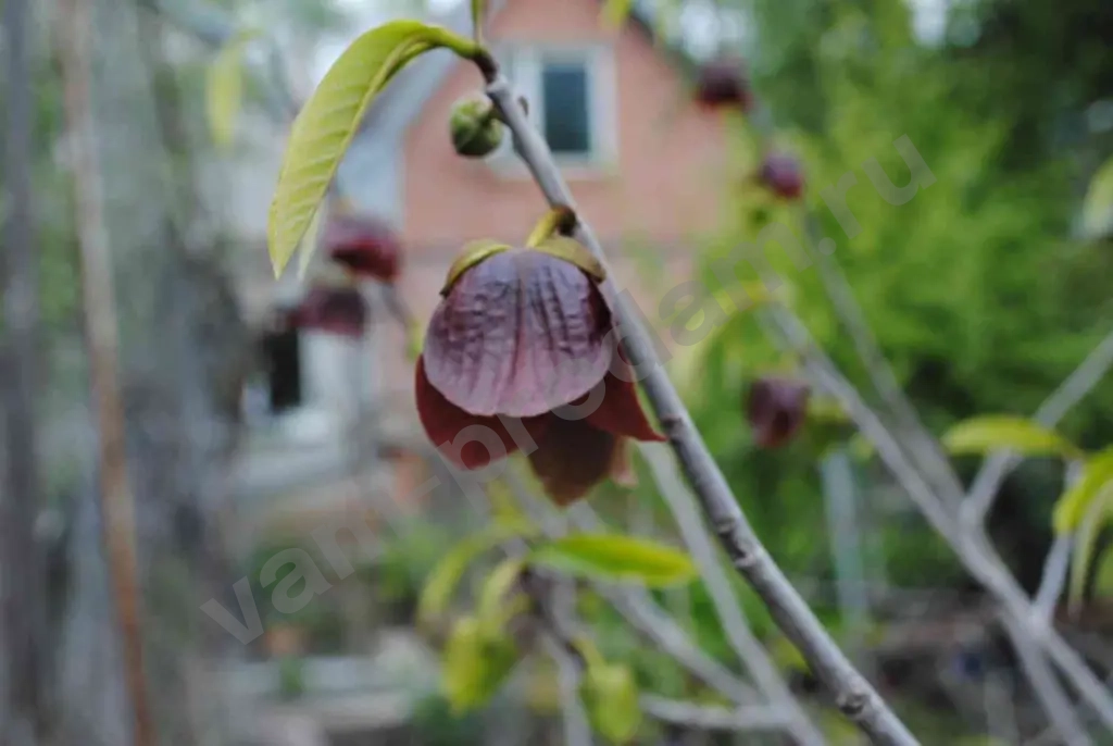 Азимина трёхлопастная