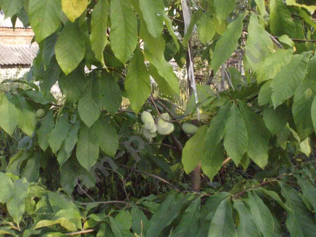 Азимина трёхлопастная