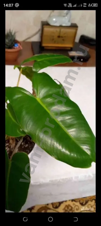 Филодендрон Бурое Макс