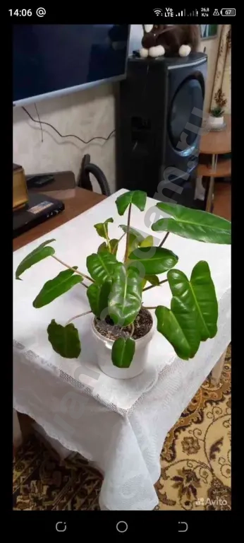 Филодендрон Бурое Макс