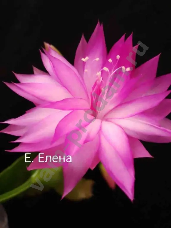 шлюмбергера махровая