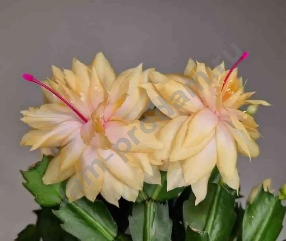 шлюмбергера махровая