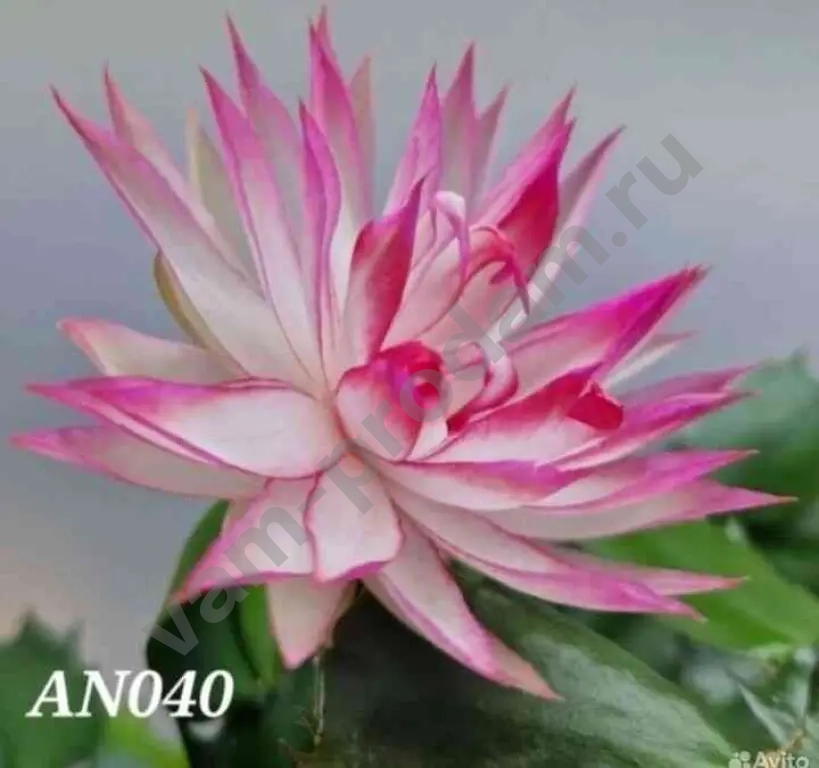 шлюмбергера махровая