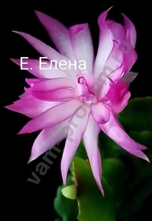 шлюмбергера махровая