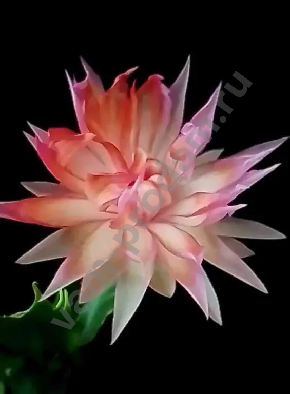 шлюмбергера махровая