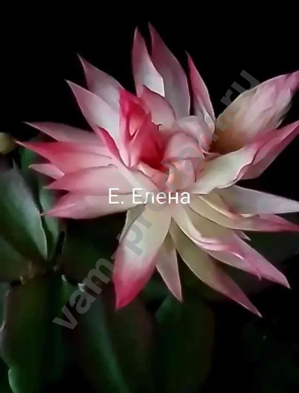 шлюмбергера махровая