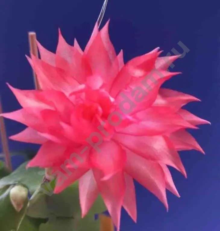 шлюмбергера махровая