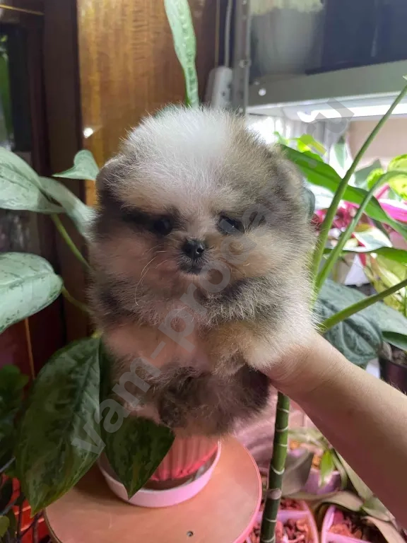 щенки померанского шпица