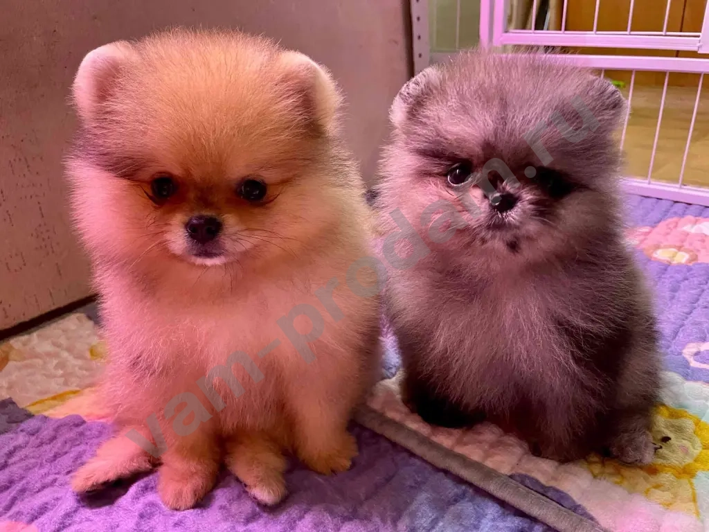 щенки померанского шпица