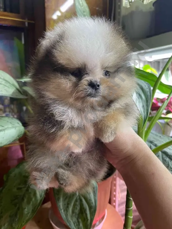 щенки померанского шпица