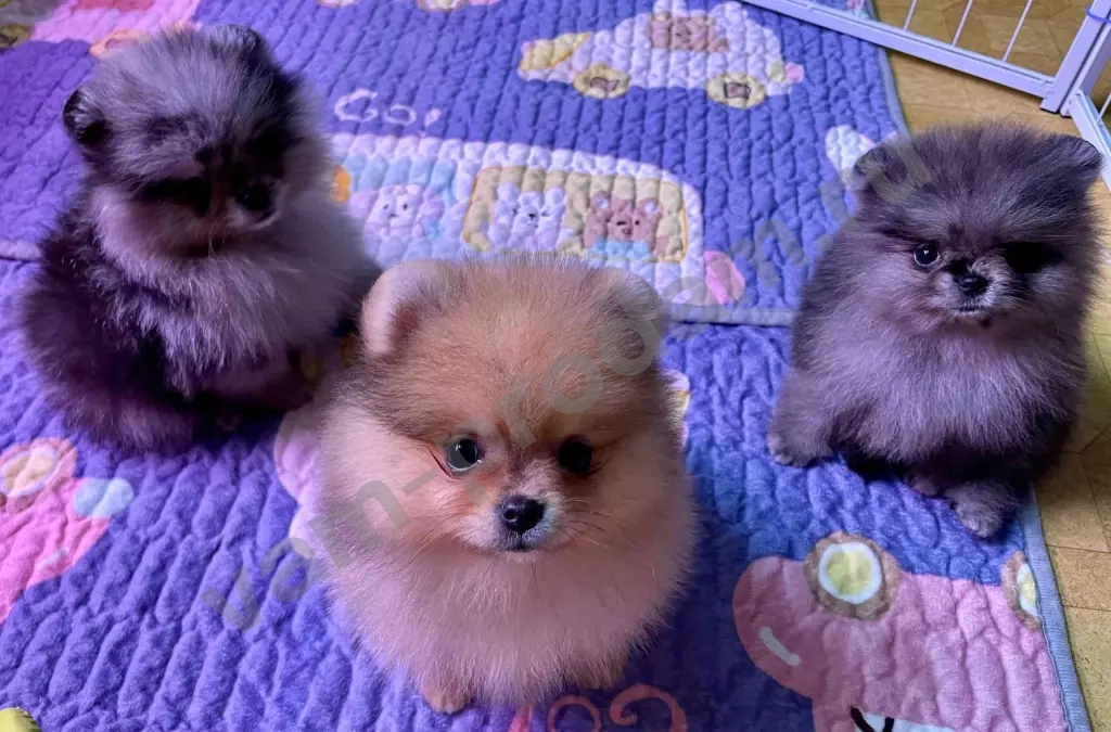 щенки померанского шпица