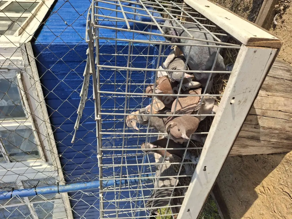 ленинаканские голуби