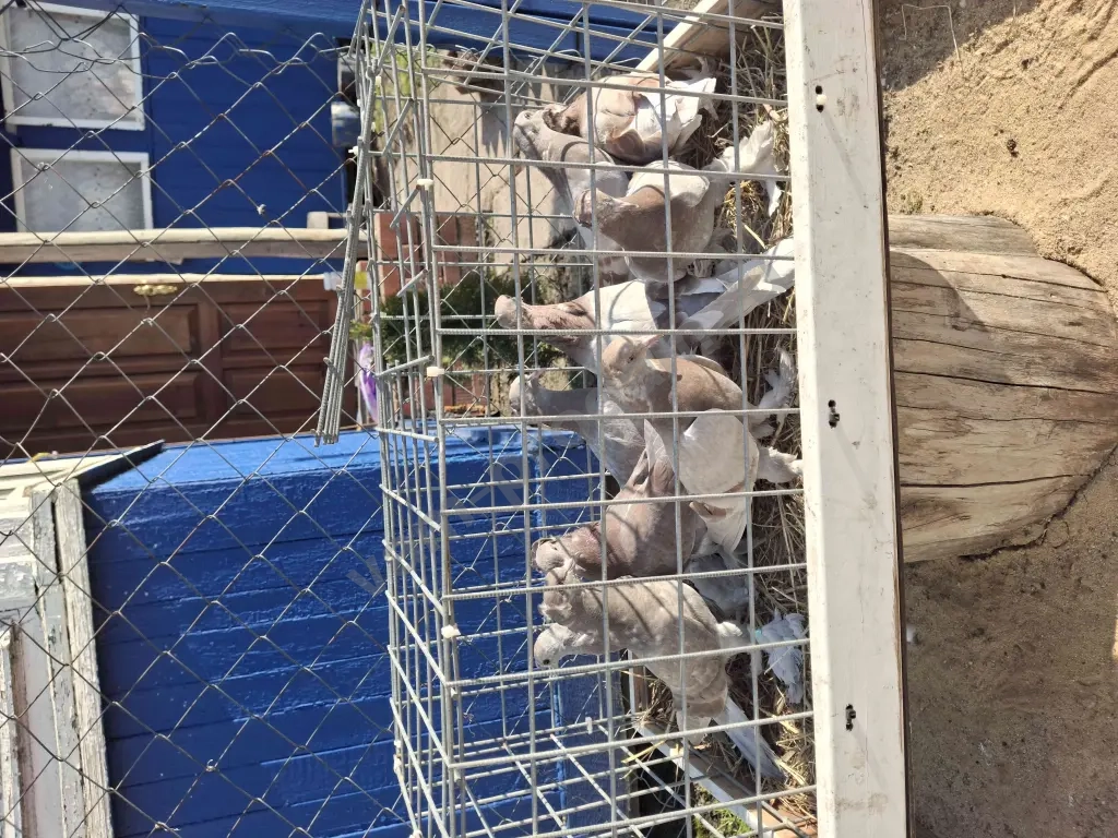 ленинаканские голуби