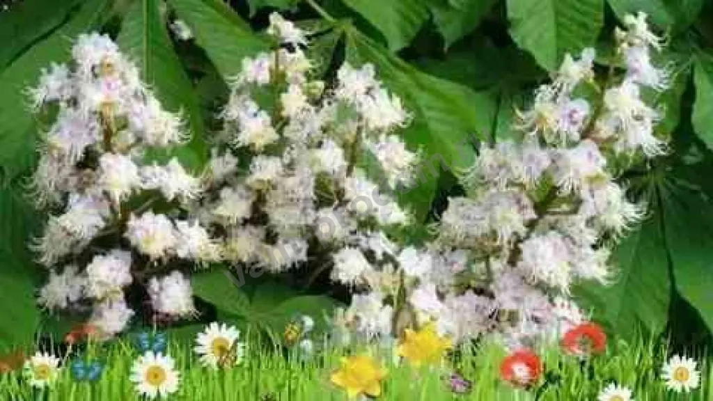 Саженцы Клематиса, Дуба, Каштана и Герани