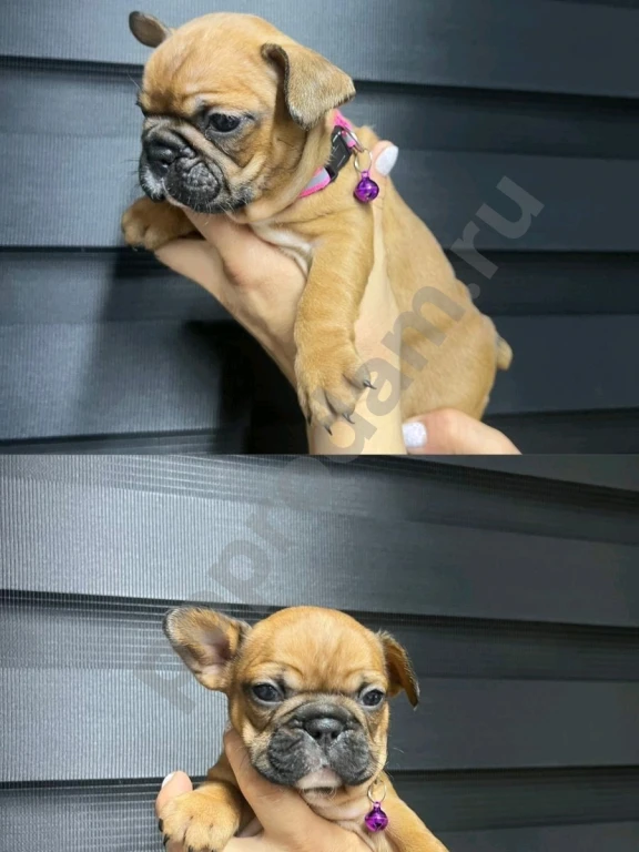 Французский бульдог